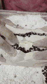 Wyoming Cowboy Cookie Marshmallows